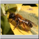 Andrena bicolor - Sandbiene w04.jpg